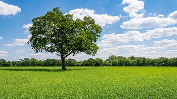Frühling in Drenthe