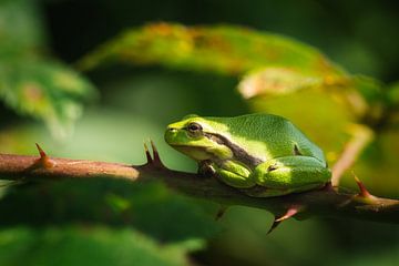 Acupunctuur van Loris Photography