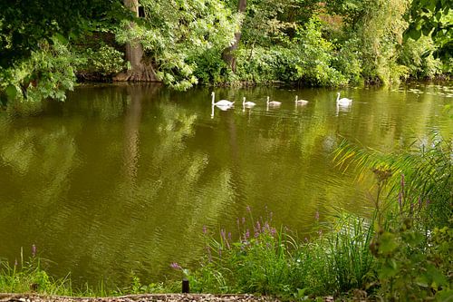 Zwanenfamilie in de gracht van Fort bij Vechten