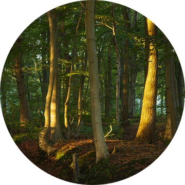 Zonsopkomst in het bos -Sterrenbos Paterswolde Groningen (Nederland van Marcel Kerdijk