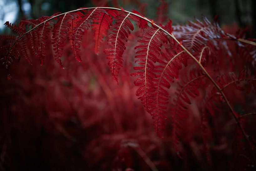 Coloured fern by Jan