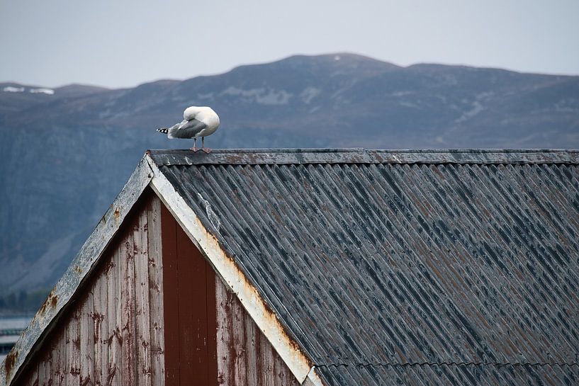 Mouette sur une cabane de pêcheur au bord d'un fjord en Norvège par Martin Köbsch