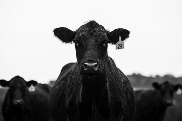 Cow by Walljar