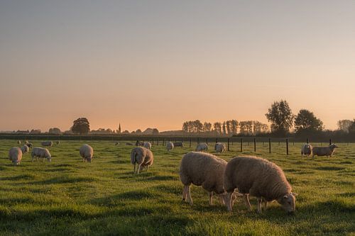 Schapen in de herfstzon