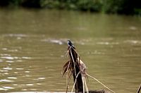 Mangrove Swallow