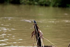Mangrovezwaluw