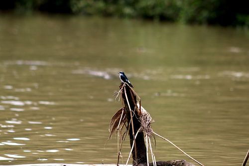 Mangrovezwaluw van Paul Emons
