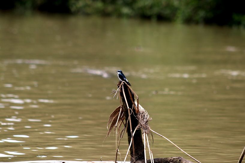 Mangrovezwaluw van Paul Emons
