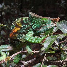 Kameleon in Madagaskar van Els Morcus