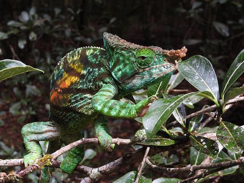 Chameleon in Madagascar