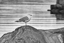 Möwe auf einem Stein am Fjord in Norwegen