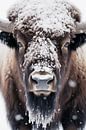Bison in the snow by haroulita thumbnail