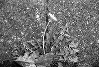 Die Natur entdecken in einem Waldgebiet im Emsland, Niedersachsen, Deutschland