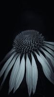 Bloem