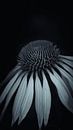 Flower by Andre Michaelis thumbnail