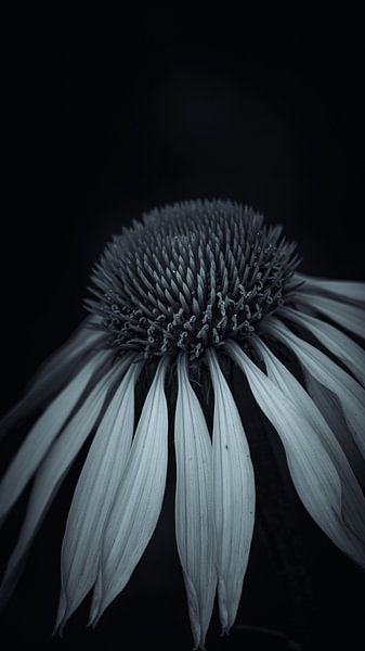 Flower by Andre Michaelis