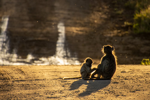 Des babouins au coucher du soleil