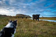 Dog meets Cow van Dick Hooijschuur thumbnail