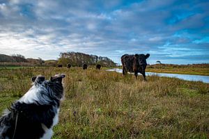 Dog meets Cow von Dick Hooijschuur