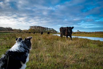 Dog meets Cow van Dick Hooijschuur