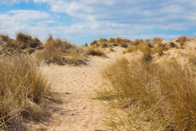 Dunes landscape, South Kennemerland by Nynke Altenburg