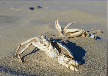 Krabben in het zand