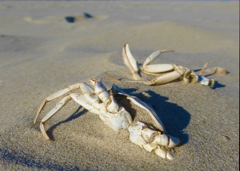 Krabben im Sand von Jessica Berendsen