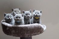 de mignons chatons réunis dans un panier par Eline Sijtsma Aperçu