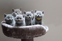 schattige kittens bij elkaar in een mandje