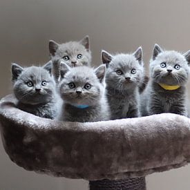 de mignons chatons réunis dans un panier sur Eline Sijtsma