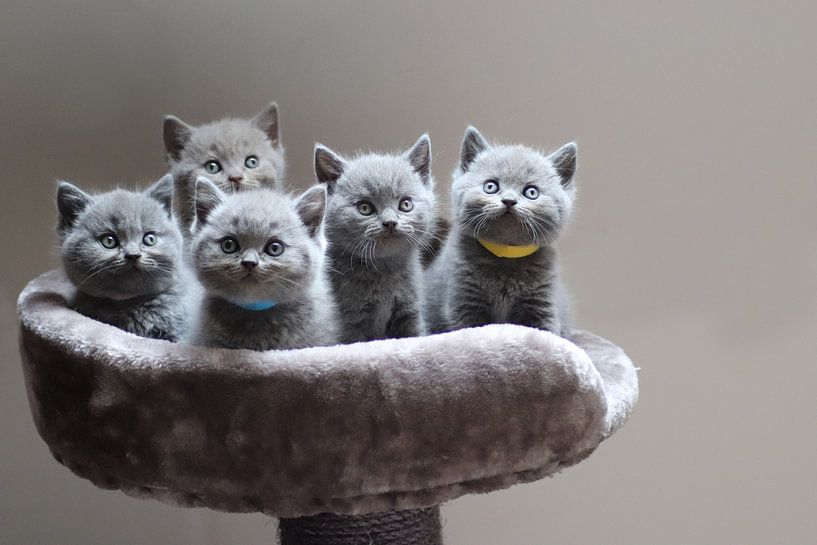 de mignons chatons réunis dans un panier par Eline Sijtsma