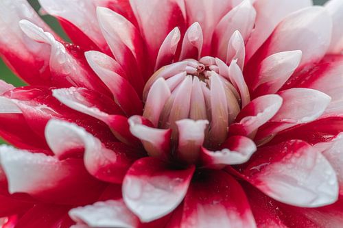 Druppend op een rood met witte dahlia