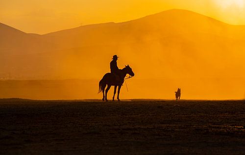 Les meilleurs amis de l'homme