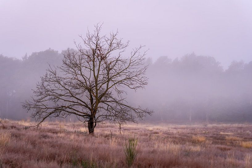 Nationalpark De Meinweg in Limburg - Niederlande von Maurice Meerten