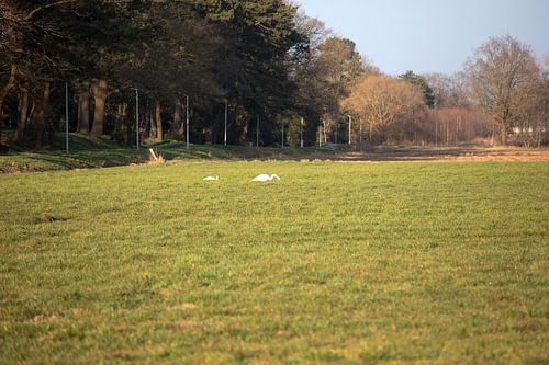 Twee zwanen op een weiland in Emsland