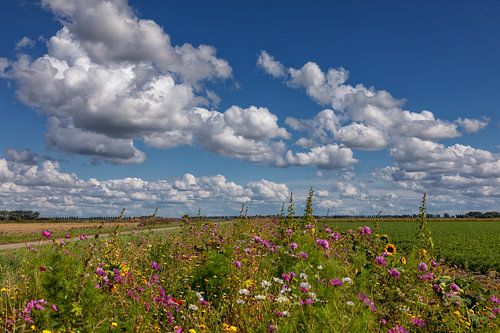 Marges des champs de fleurs