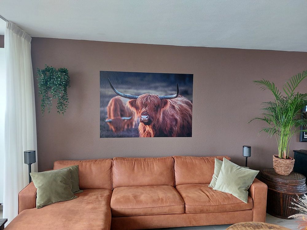 Schotse Hooglander bij avondlicht. Gouden uur. van Henk Van Nunen Fotografie