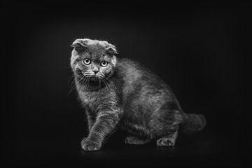 Fine art print van kat tegen donkere achtergrond van Lotte van Alderen