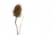 Closeup van een distel plant met een witte achtergrond. Abstract natuur.