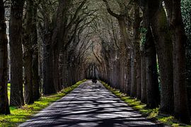 Motorcyclists enjoying the first spring sunshine on a beautiful tree-lined road. by Brian Morgan