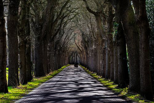 Motorrijders in de eerste Voorjaarszon op een mooie bomenweg.