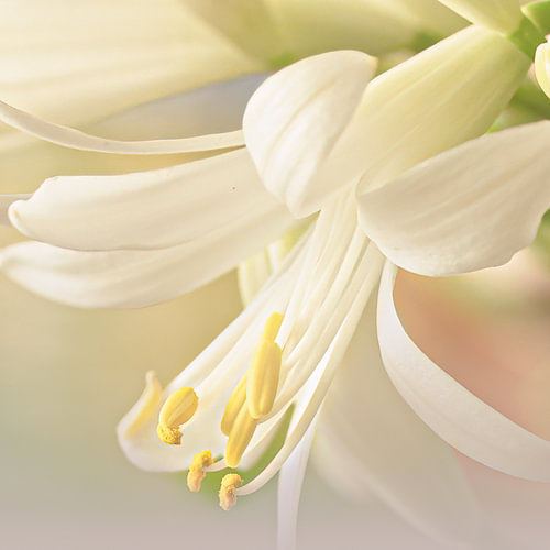 Beautiful Lily