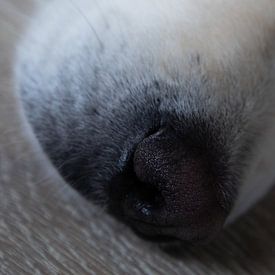 Nahaufnahme Hundenase von Aurélie Lestingi