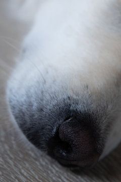 Nahaufnahme Hundenase