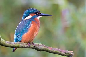 Eisvogel auf Ast