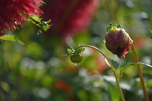 Dahlia in de Ochtend