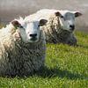 Deux moutons se reposant sur la digue près de la mer des Wadden sur Helene Ketzer