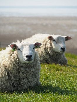 Deux moutons se reposant sur la digue près de la mer des Wadden