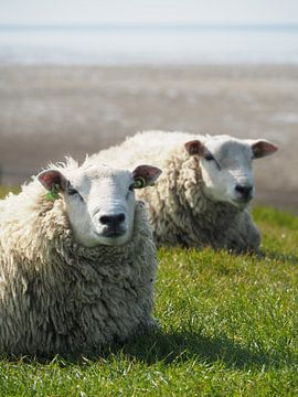Two sheep resting on the seawall near the Wadden Sea