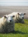 Twee schapen rusten op de zeedijk bij de Waddenzee van Helene Ketzer thumbnail